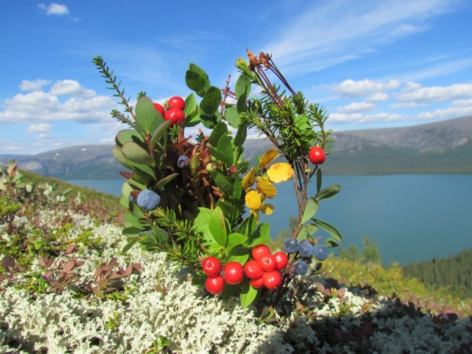 Морошка Кольский полуостров