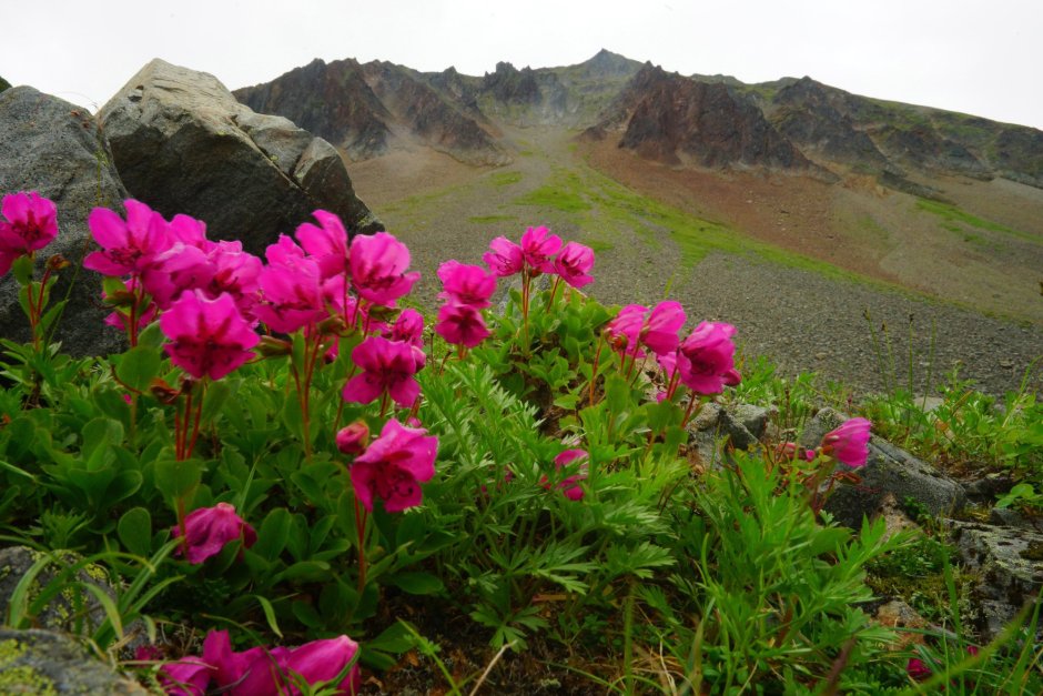Рододендрон Камчатский