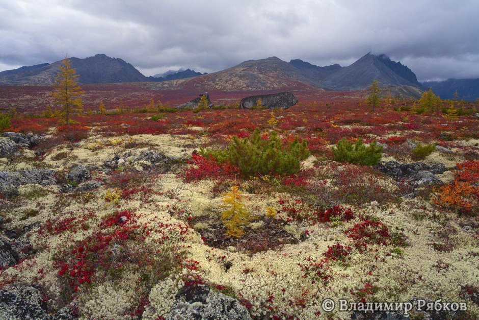 Дальний Восток Горная тундра