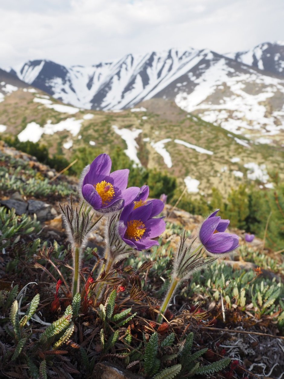 Подснежники Заилийский Алатау