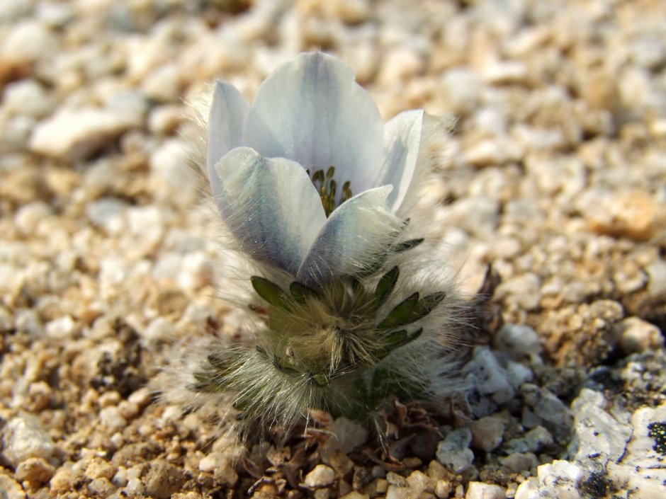 Цветы Магаданского заповедника