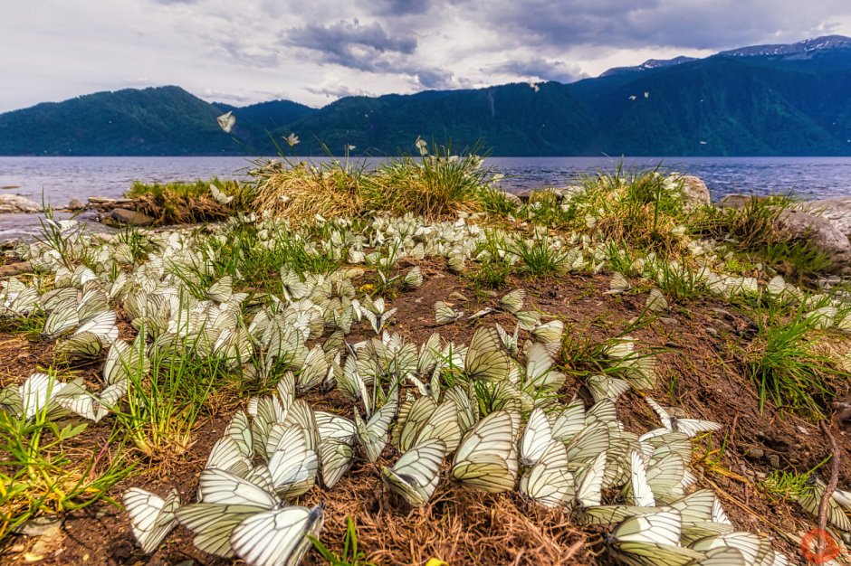 Остров Врангеля заповедник бабочки