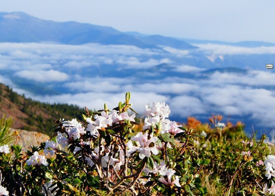 Рододендрон Саган дайля