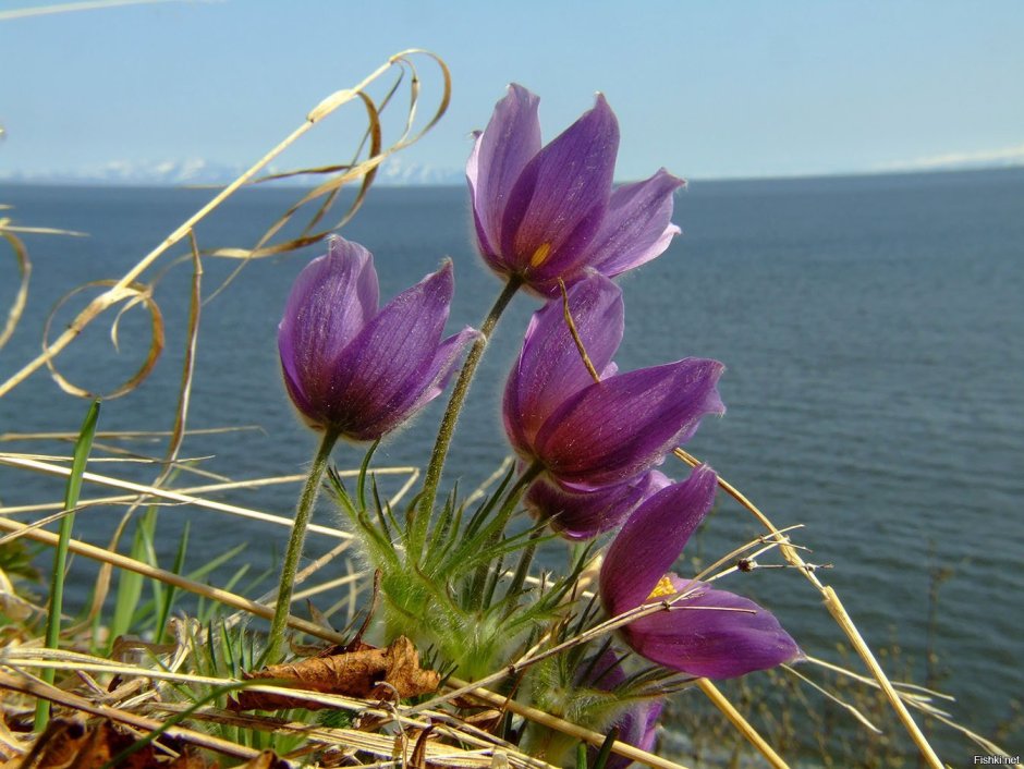 Прострел Магаданский