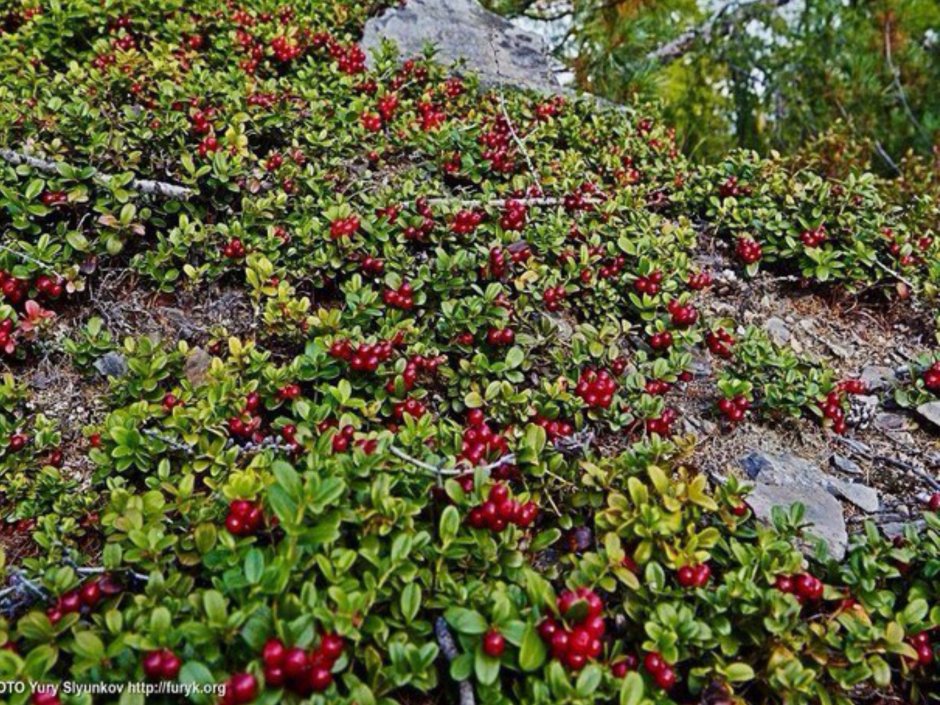 Дикая брусника Байкал