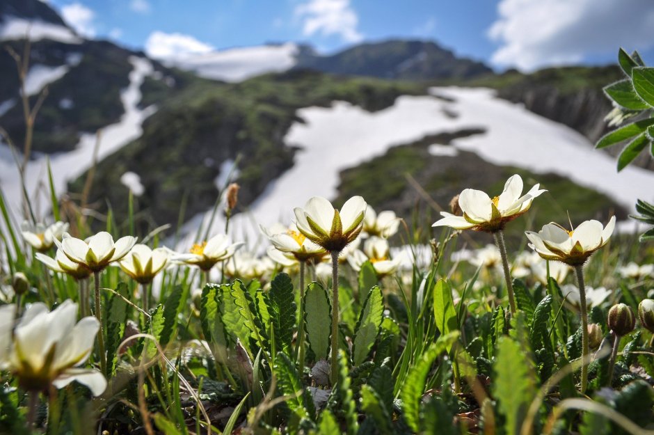 Горный Алтай горные травы Алтая