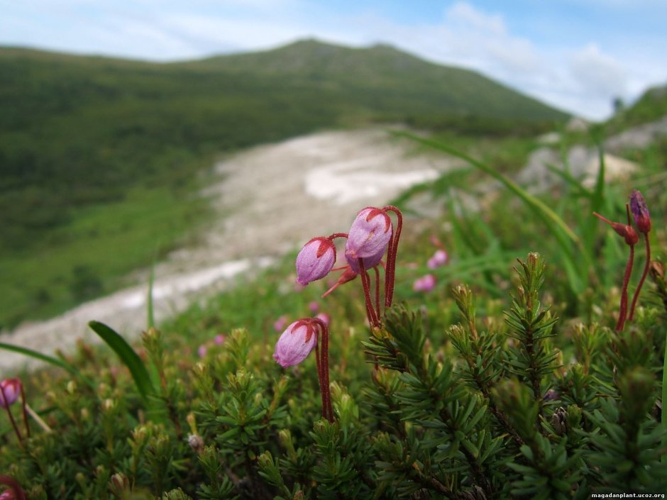 Брусника Магаданская область