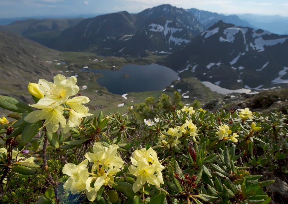 Флора баргузинского заповедника