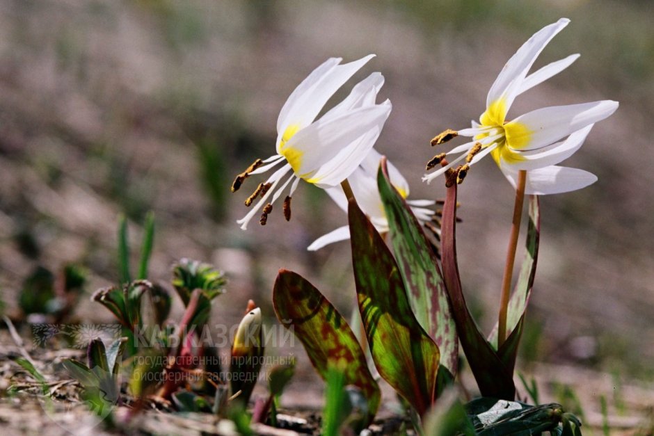 Кандык кавказский