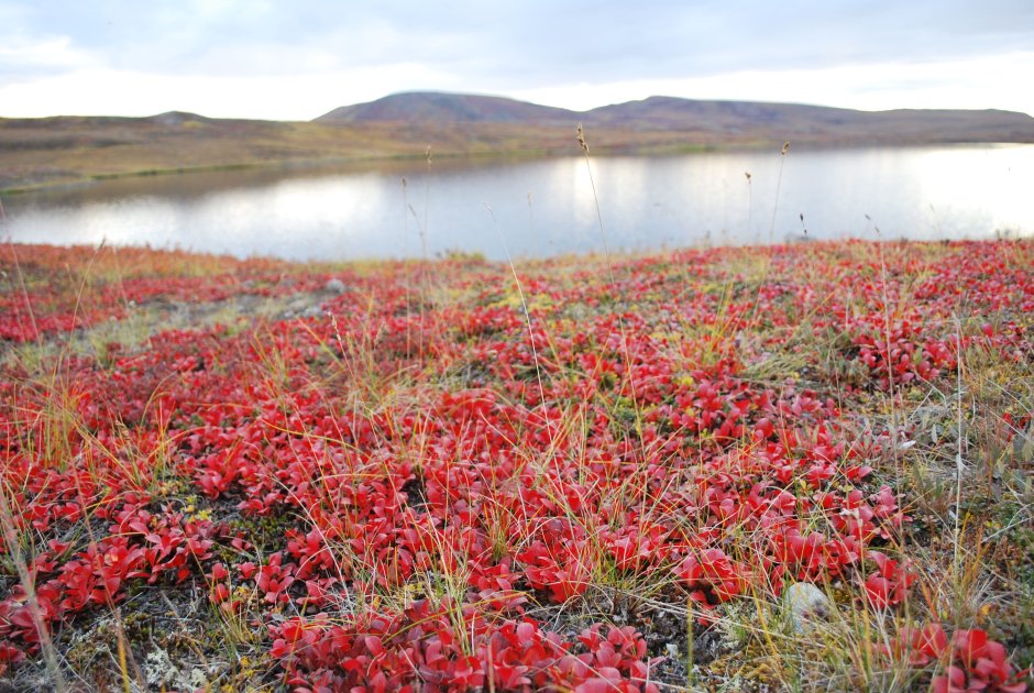 Арктика тундра лесотундра