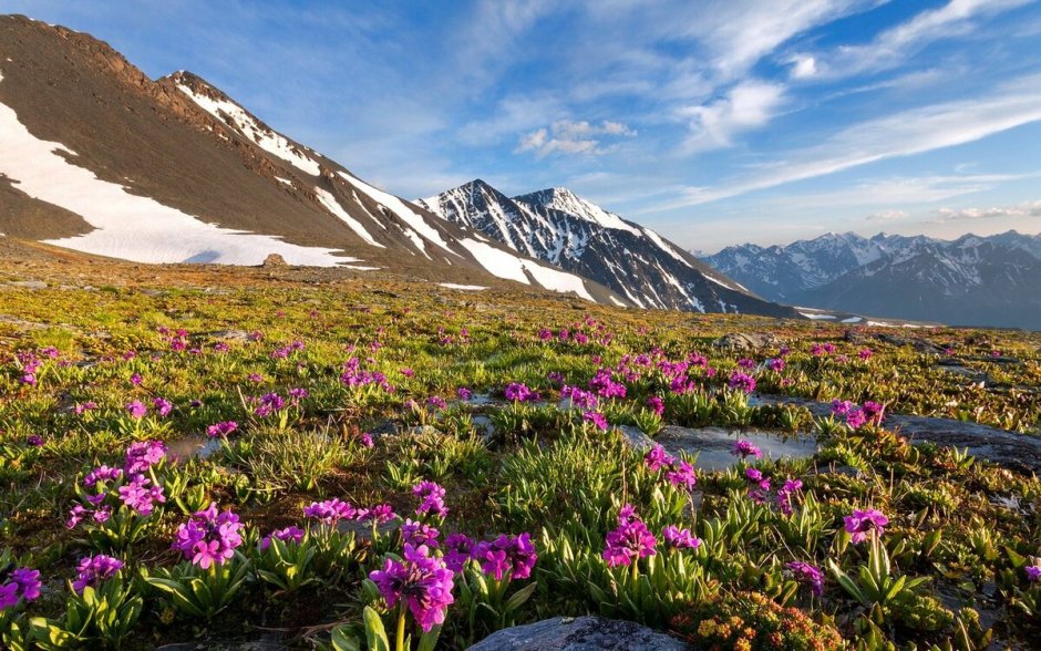 Растения магаданского заповедника