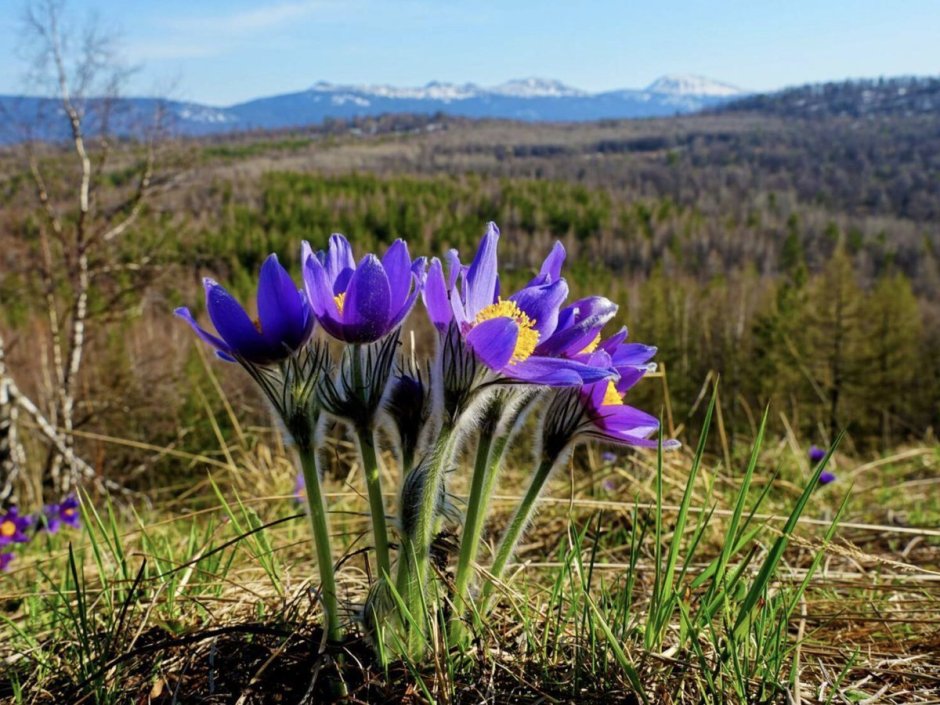 Подснежники Южного Урала