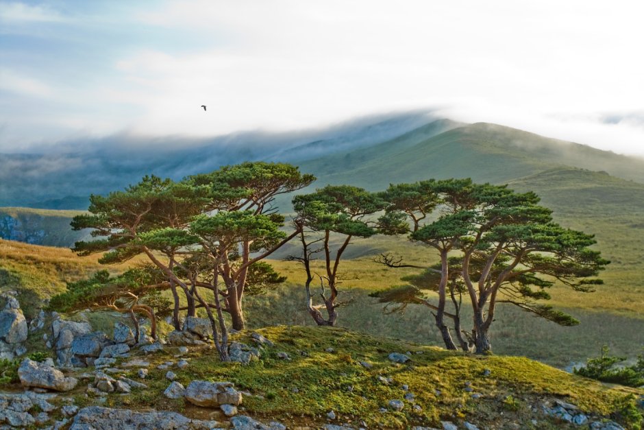 Дальневосточный морской заповедник Флора