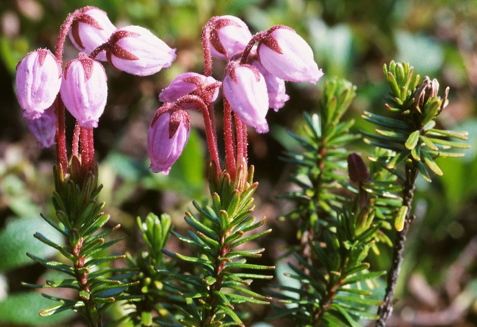 Филлодоце голубая