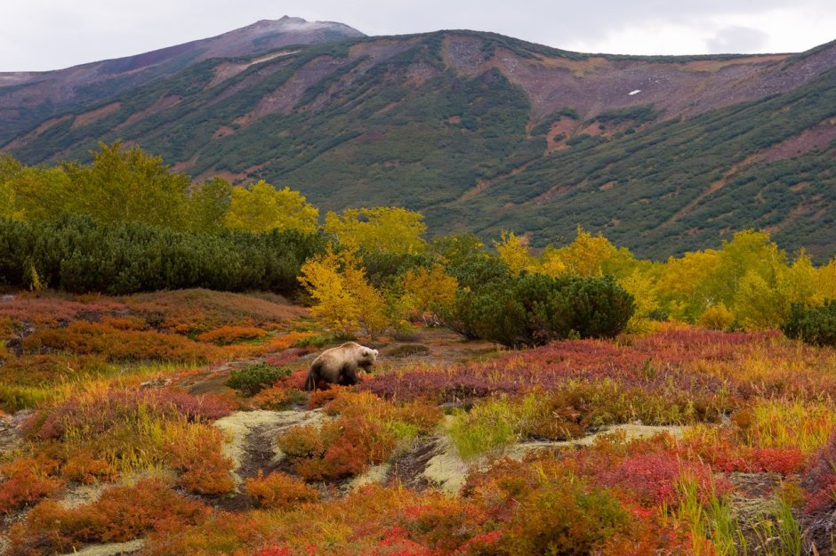 Тундровый Камчатка