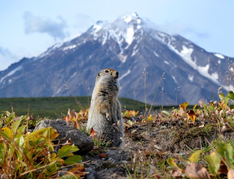 Камчатский суслик евражка
