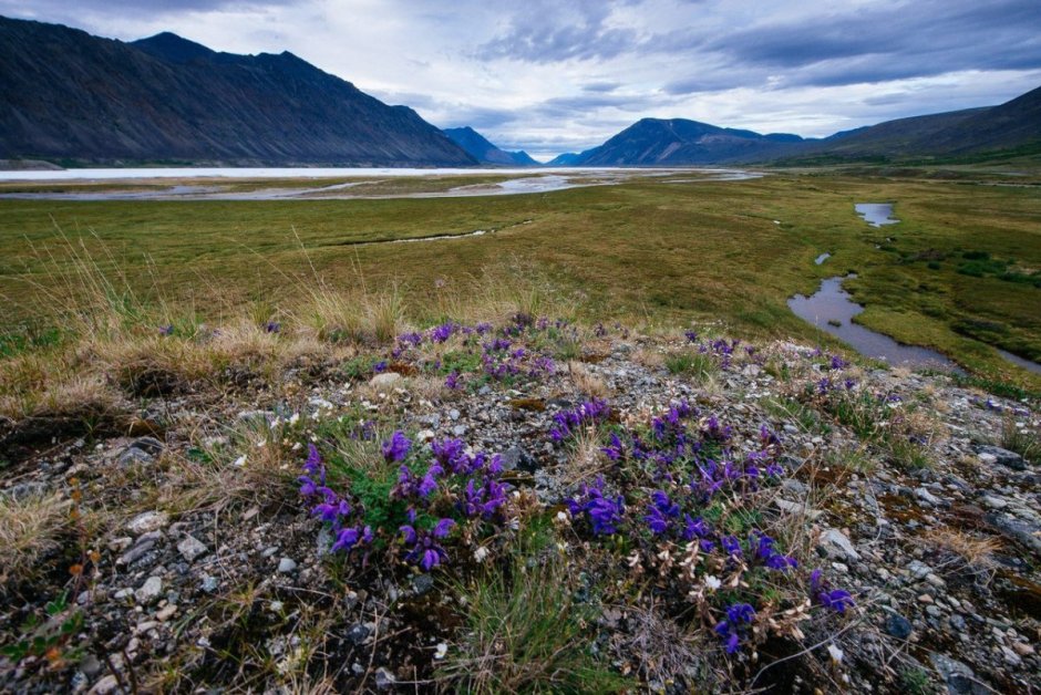 Тундра Чукотка Анадырь