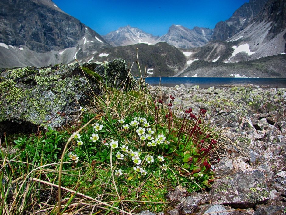 Витимский заповедник Флора