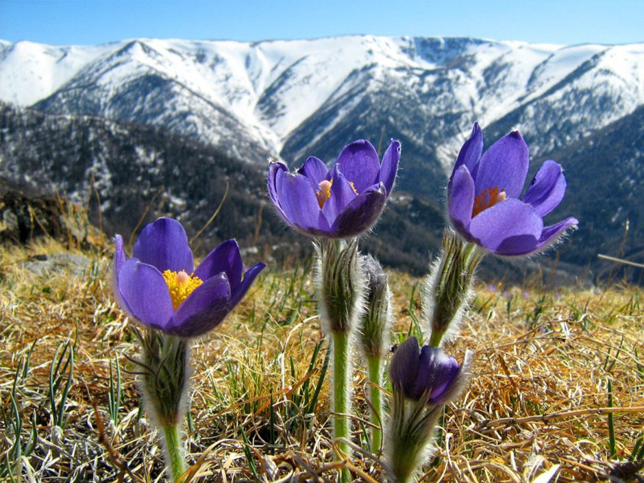 Эндемики Алтая растения