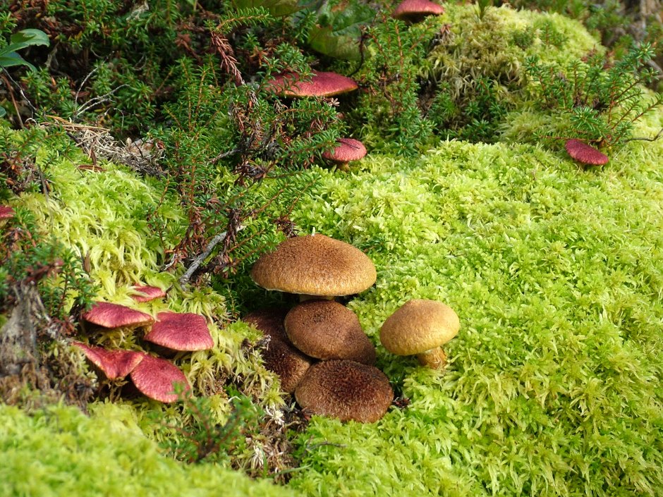 Большехехцирский заповедник Флора