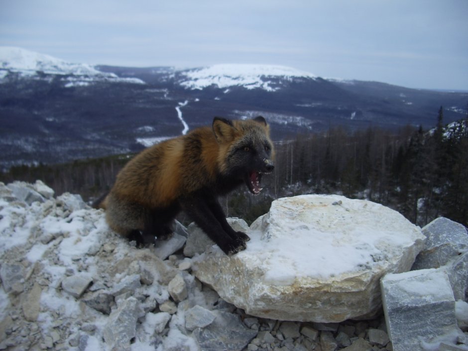 Джугджурский заповедник Хабаровского края