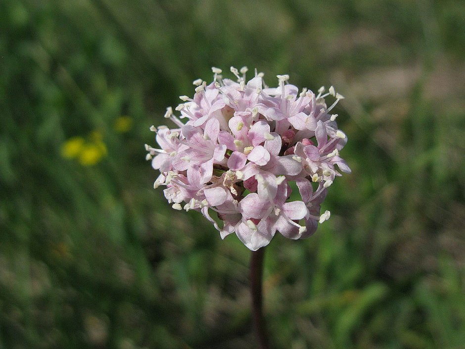 Хабаровский край -горы Сихотэ Алинь