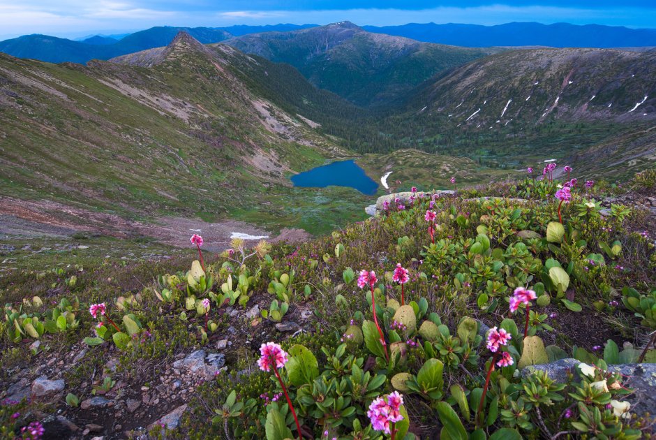 Джугджурский заповедник животные