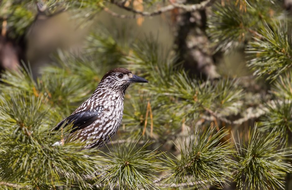 Мальвинские острова Джугджурский заповедник