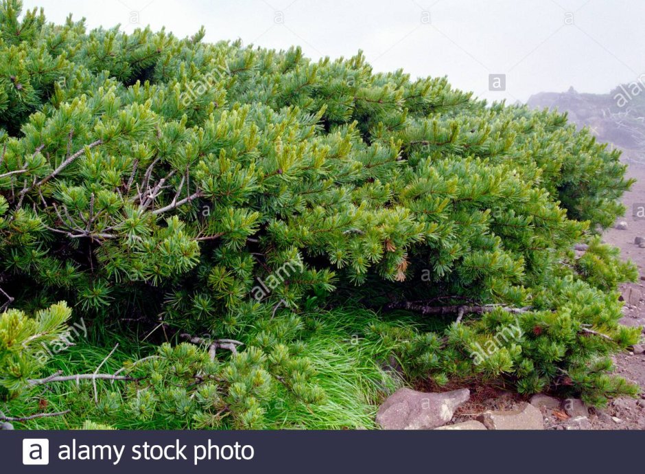 Родиола четырехраздельная (красная щетка)