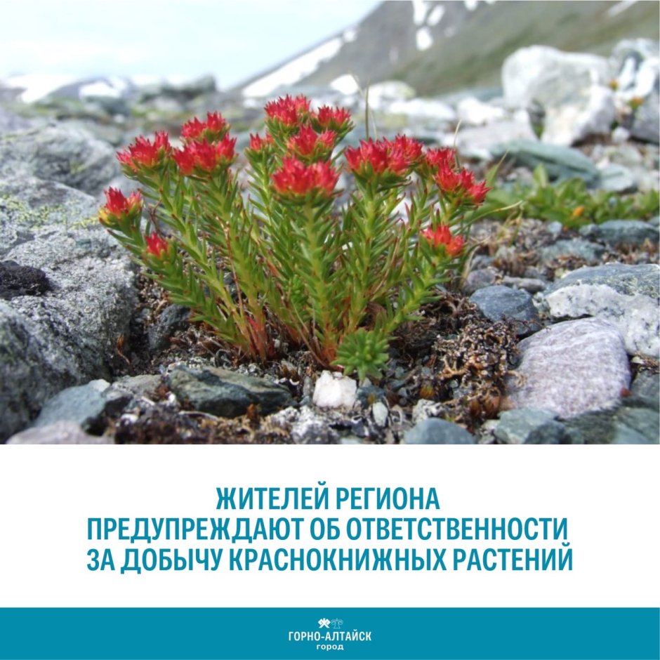 Кабардино-Балкарский высокогорный заповедник цветы