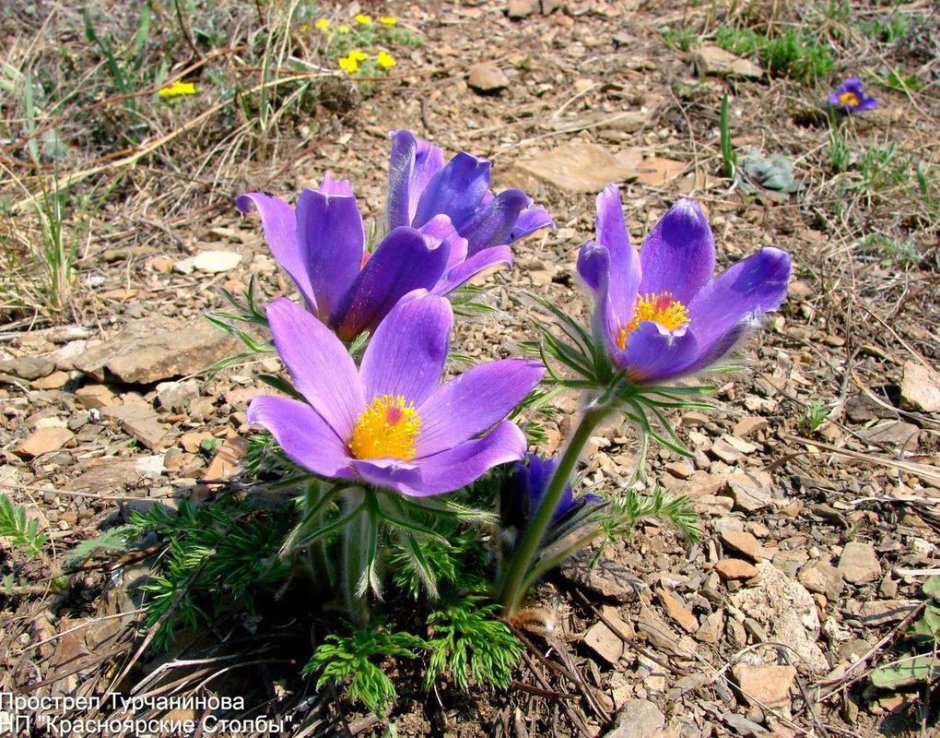 Венерин башмачок крапчатый