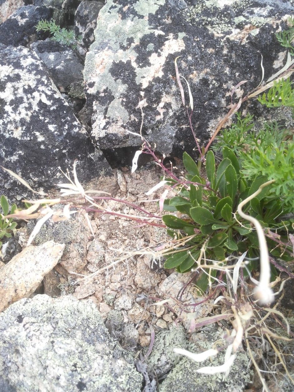 Фауна Джугджурского заповедника