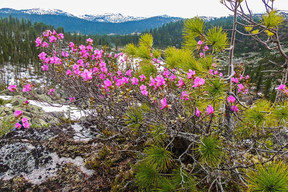 Сосна Кедровый стланик