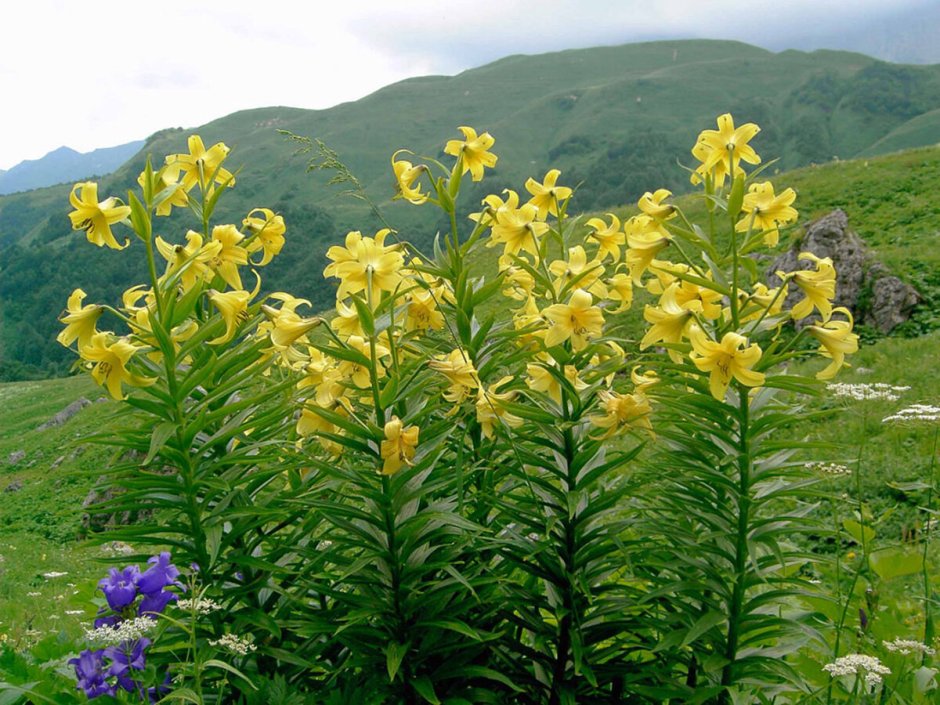 Чукотка Эгвекинот тундра