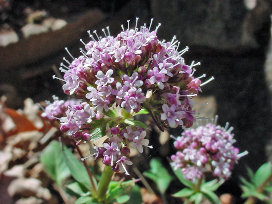 Остров Врангеля Флора