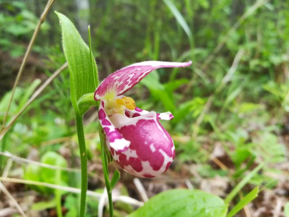 Растение Венерин башмачок