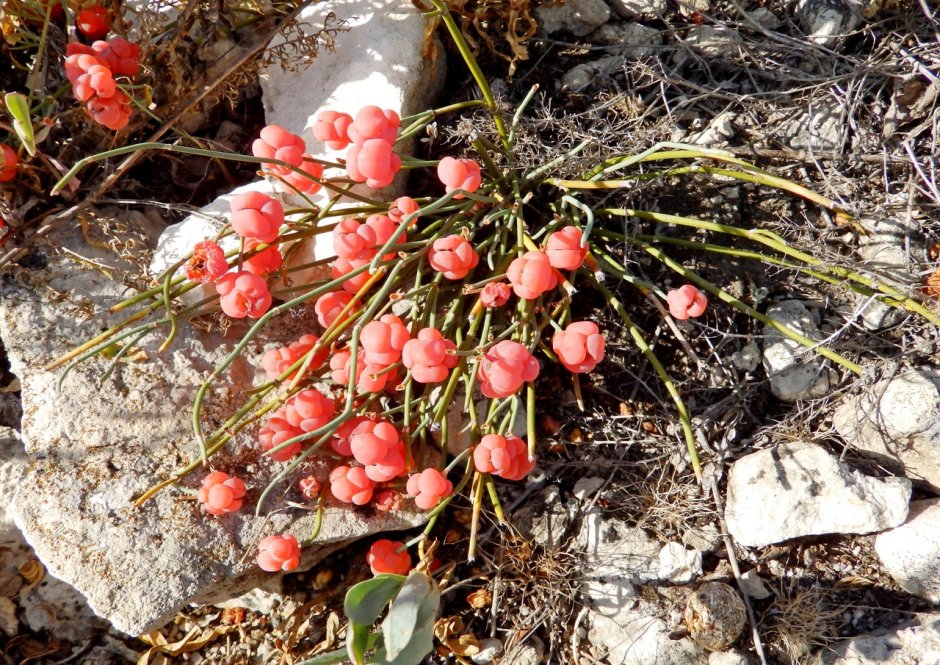 Родиола четырехраздельная (красная щетка)