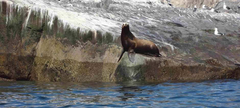 Остров Врангеля Флора