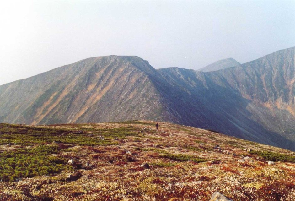 Багульник Тунгусский