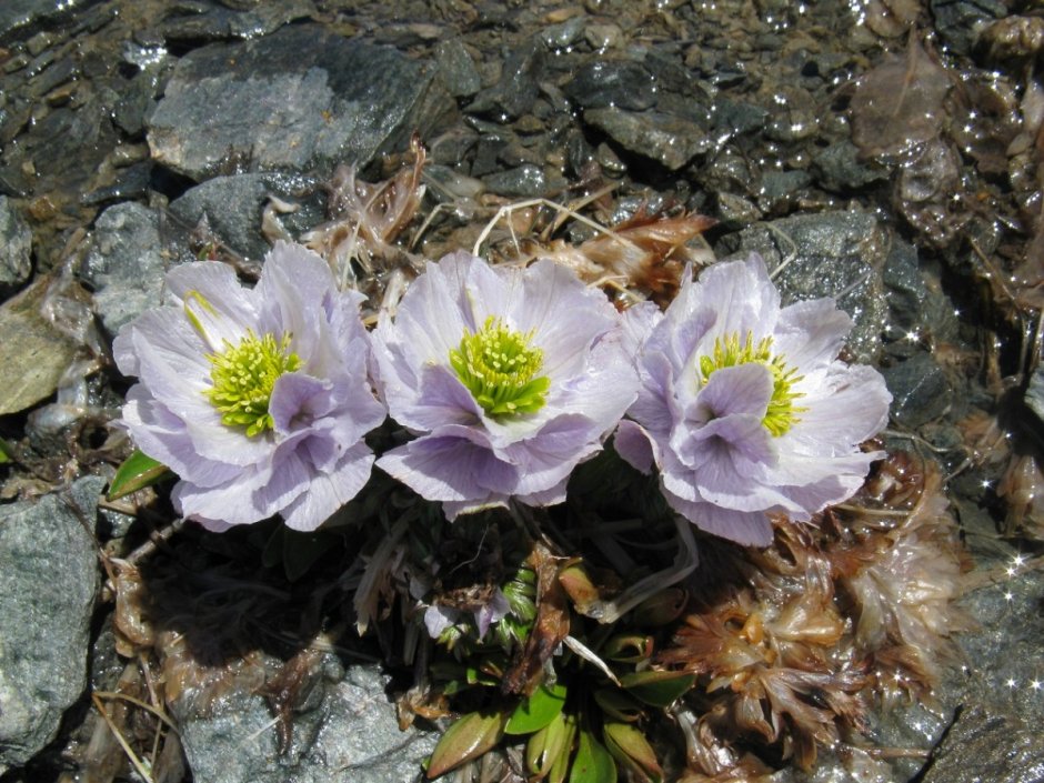 Скалы Надге Анюй,