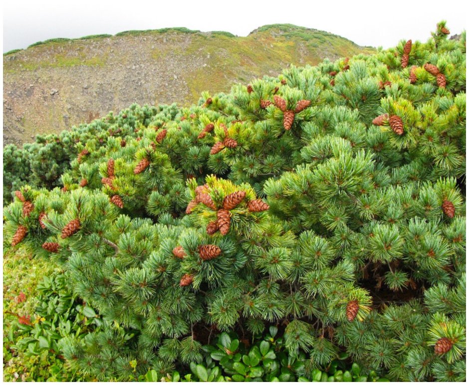 Валериана Аянская