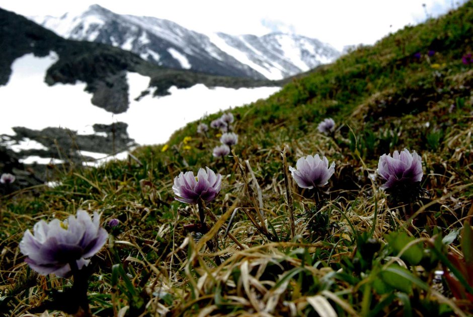 Горноколосник колючий Байкальский
