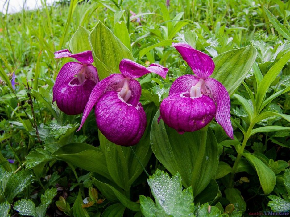 Золотой корень родиола