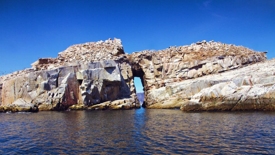 Кедровый стланик Камчатка