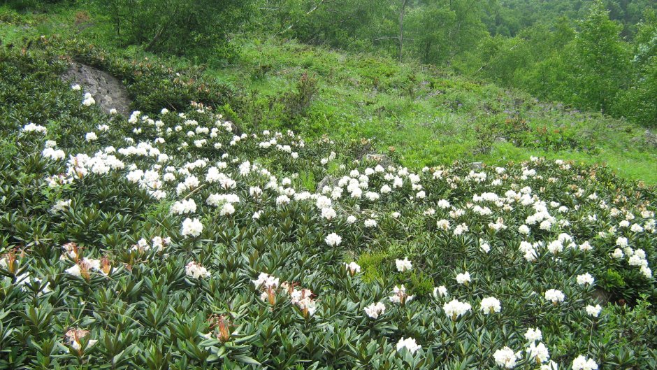 Первоцветы Камчатки