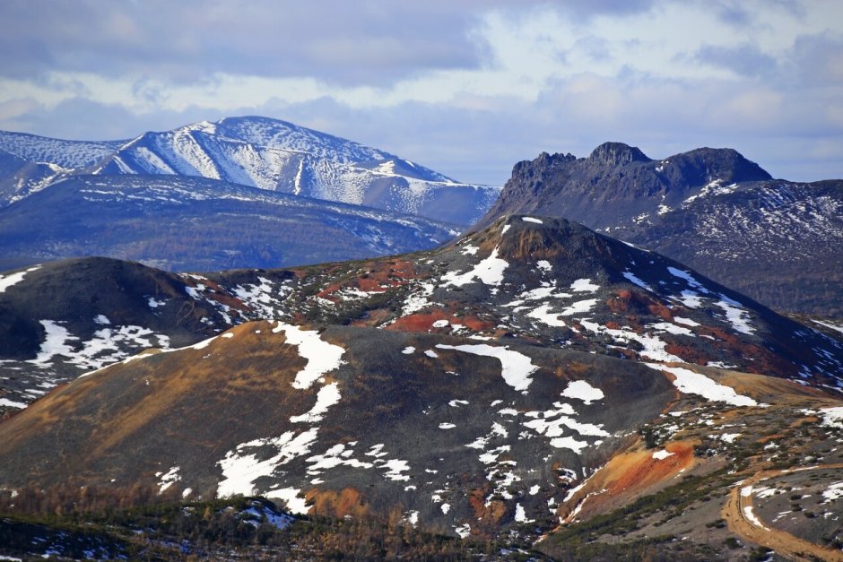 Калипсо луковичная