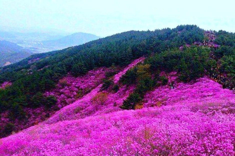 Сопки багульник Забайкалье
