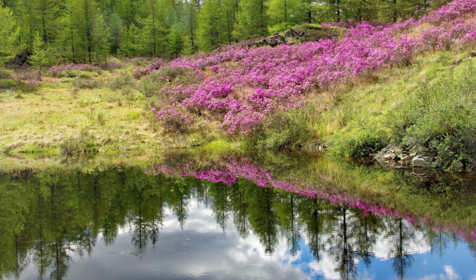 Багульник сопки Забайкальский