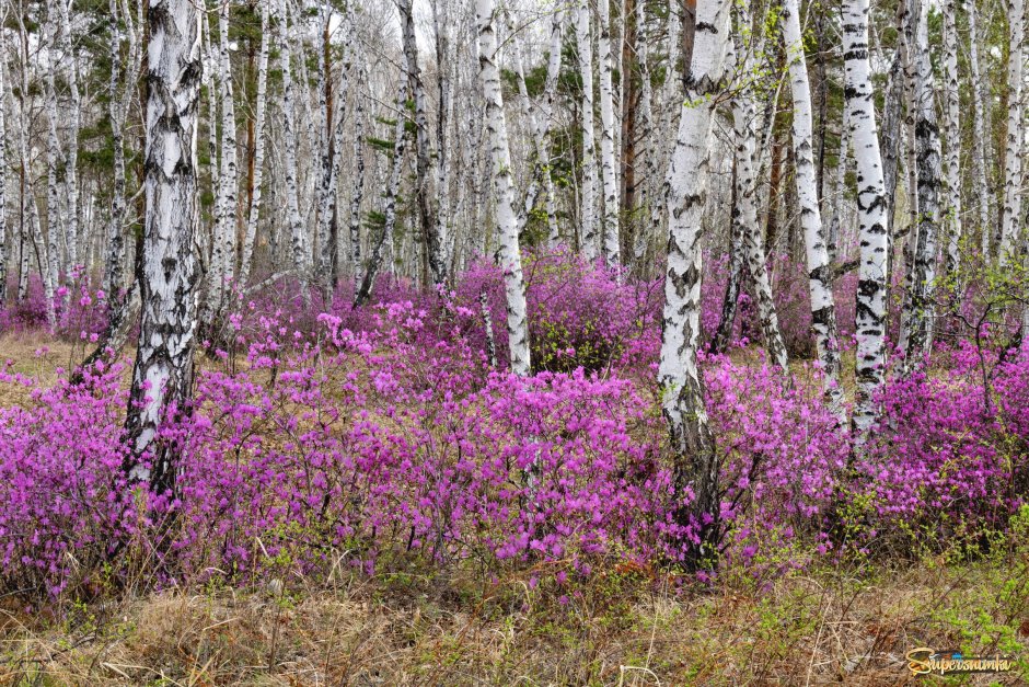 Рододендрон Даурский в березовой роще