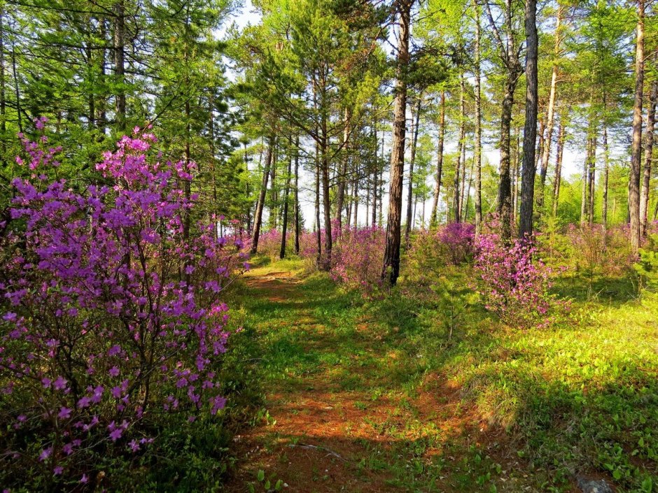 Лес Забайкалья багульник